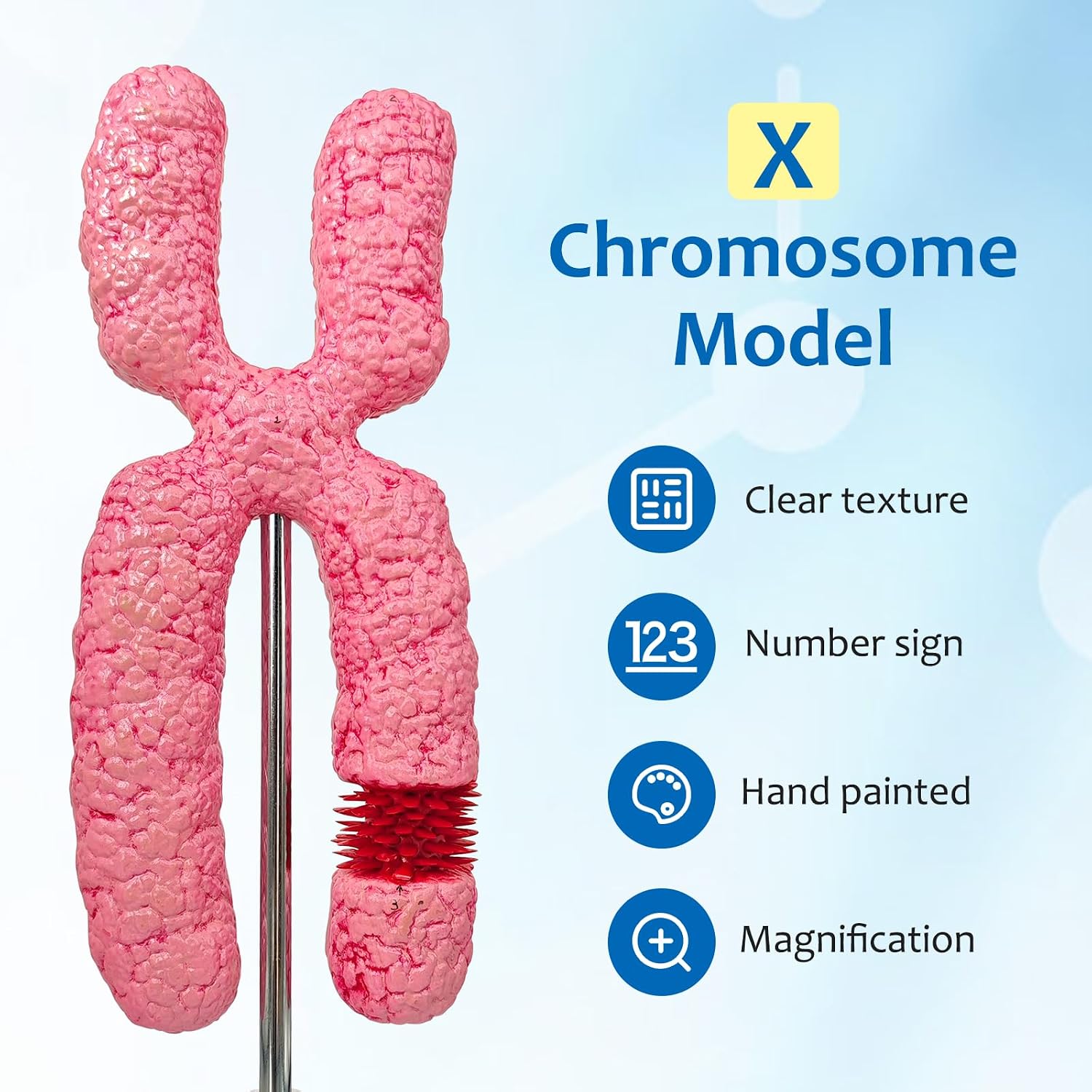 qzzXoq X Chromosome Model, 1000X Enlargement Cell Model, 4 Numerical identifiers Meiosis Organelle Cell Model with Explanatory Notes for Medical Education and Training