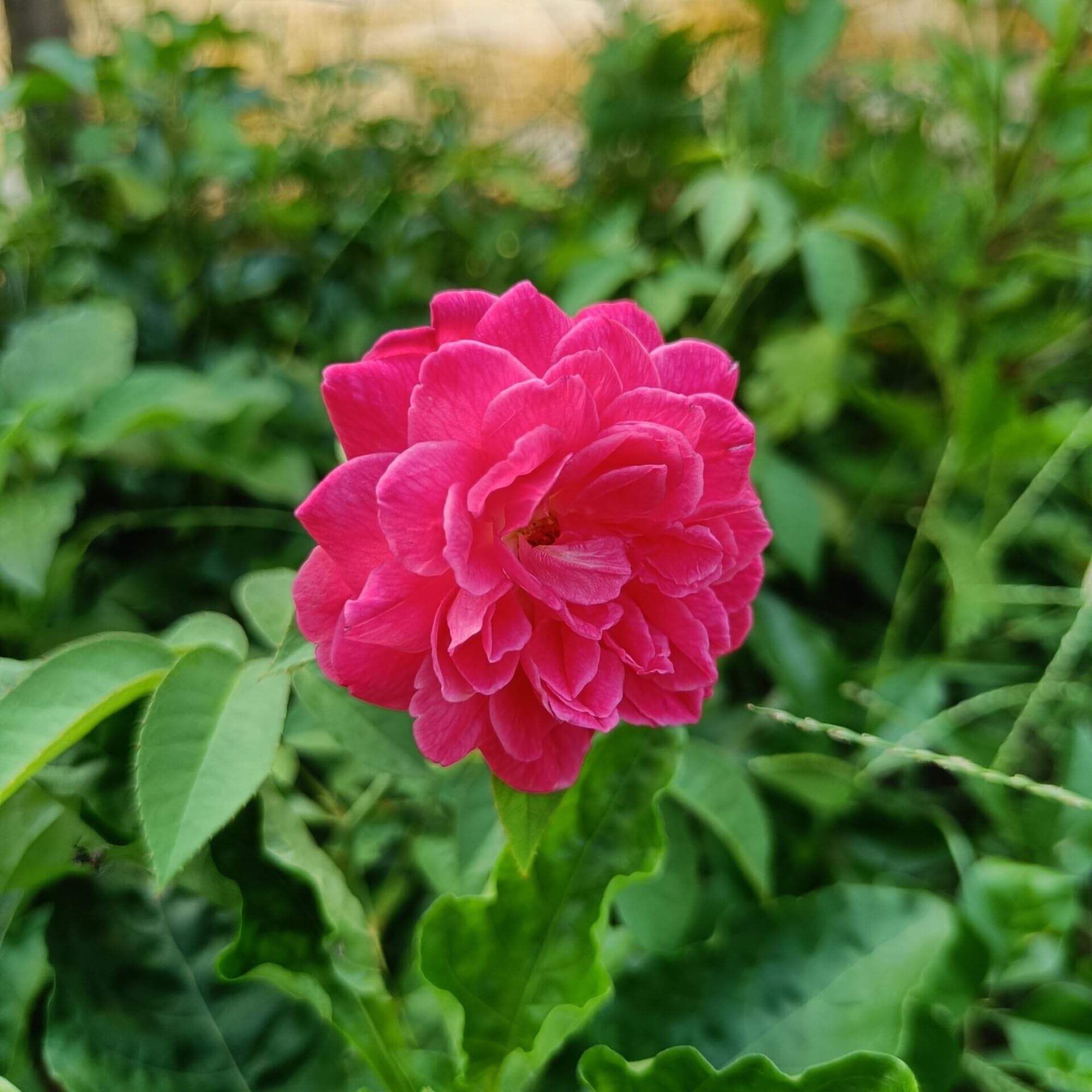 Earth Eagle Rare Pink Paneer Scented Rose Live Plant on Polybag For Indoor and Outdoor Gardening (B0CK75LBJD) Amazon Price History, Amazon Price Tracker