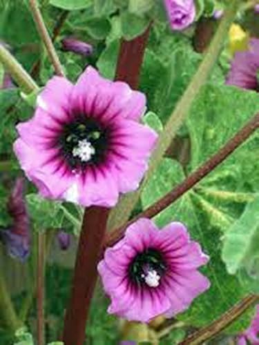 Miniatura 4 de Malva rosa, más de 25 semillas, hermosas flores de rosas brillantes, flor, jardín