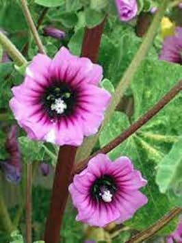Rose Mallow, 25+ Seeds, Beautiful Bright Rose Flowers, Flower, Garden