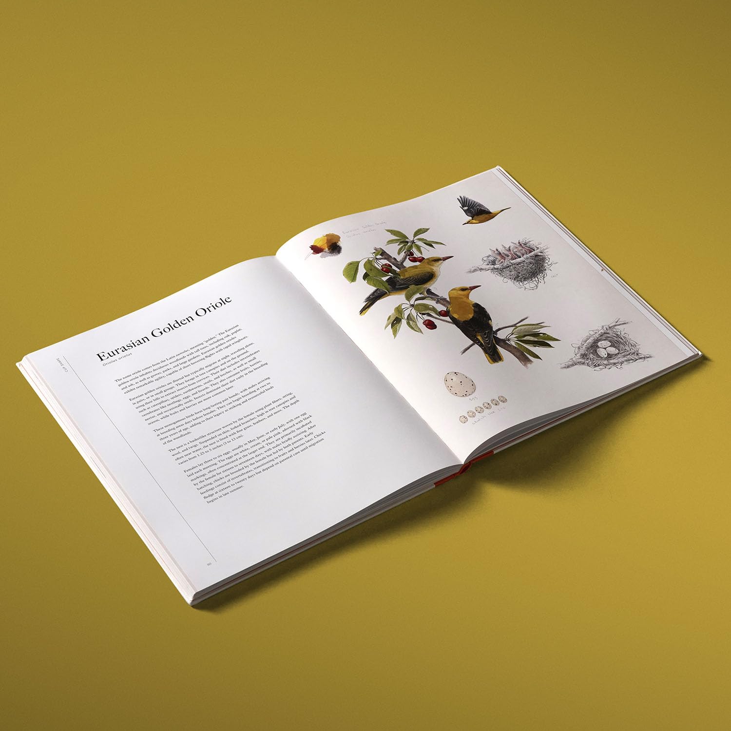 Bird, Nest & Egg: The Homes of Forty Extraordinary Species