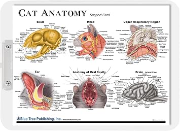 Cat Anatomy (a4 clipboard)