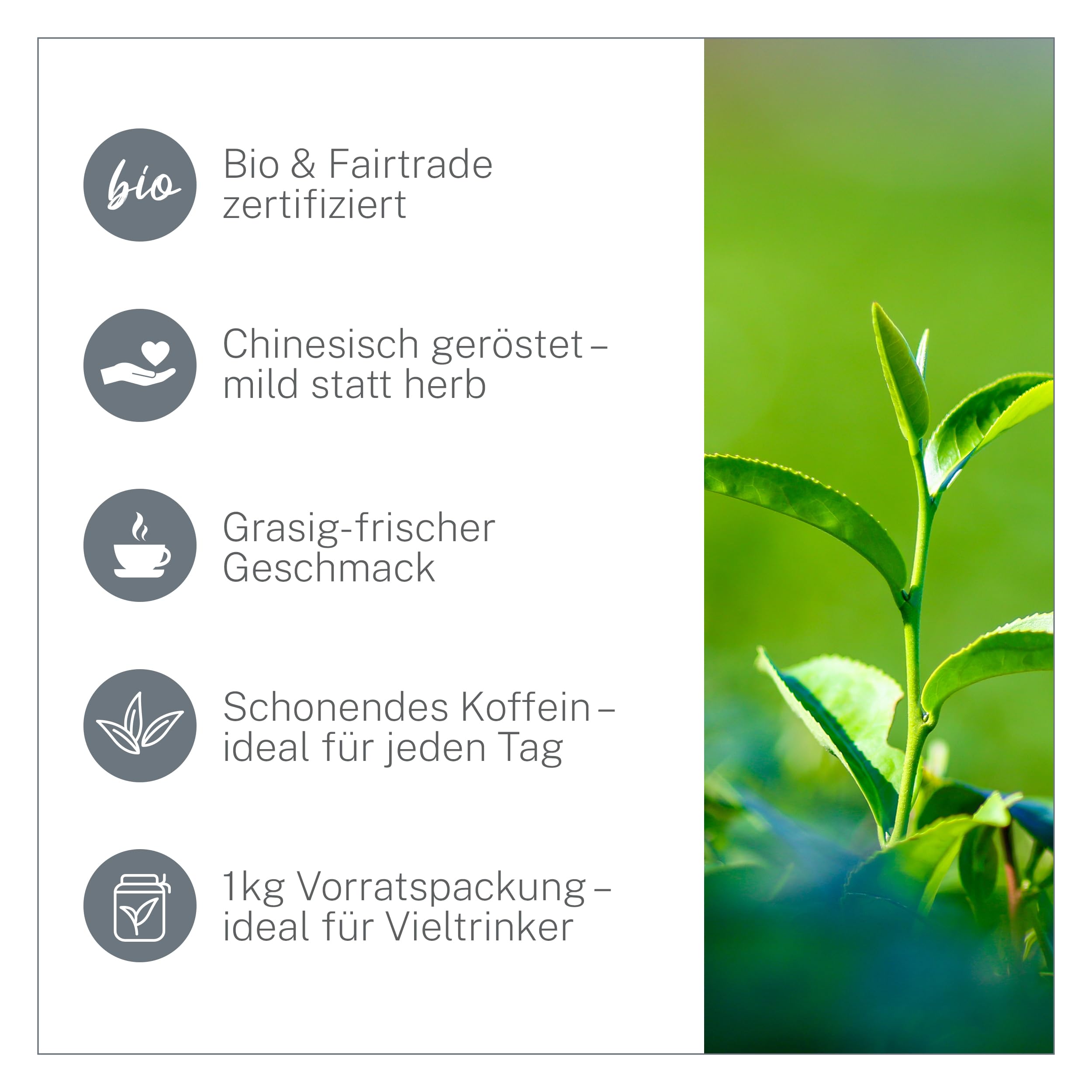 China Sencha Bio-Tee 1kg Loser Tee – Hochwertiger Grüntee lose in Bio-Qualität aus China – Grasig-Frisches Aroma – - Kaffee-Ersatz – MyCupOfTea (Packung mit 2)