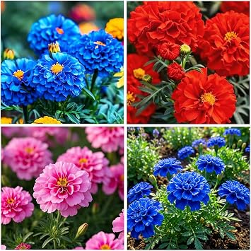 850+ Perennial Marigold Flower Seeds for Planting Outdoor-Rare Swan Tagetes Flower Seeds Plant for Your Garden Home