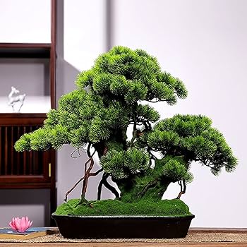 盆栽鉢 新小雅良盆栽センター交換会 7月9日(火) 8時30分開始 #盆栽