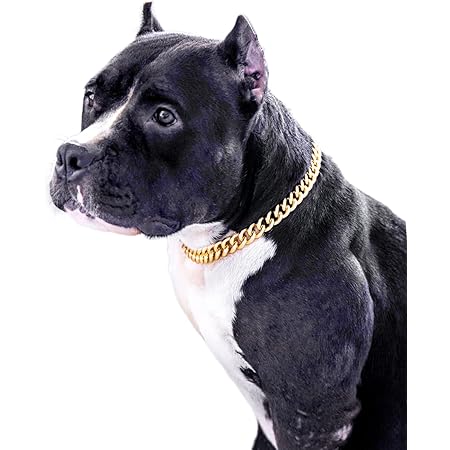 pitbull gold chain