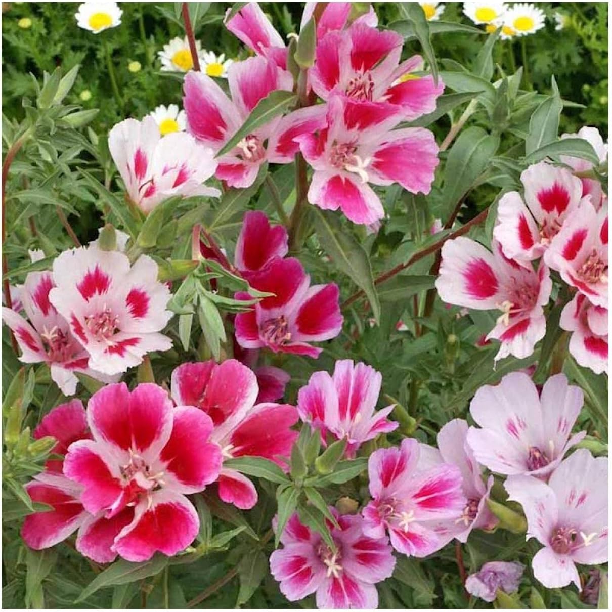 Everwilde Farms - 1 Lb Farewell-to-Spring Native Wildflower Seeds - Gold Vault