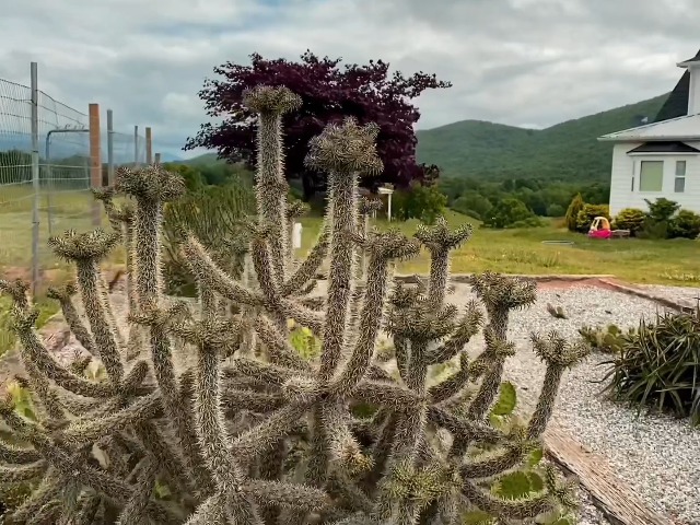 Amazon.com : Creation Cultivated - (4 Cuttings) Live Cane Cholla