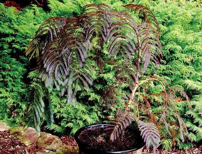 Albizia julibrissin Chocolate Fountain| Weeping Mimosa Tree | 9cm Hardy Perennial