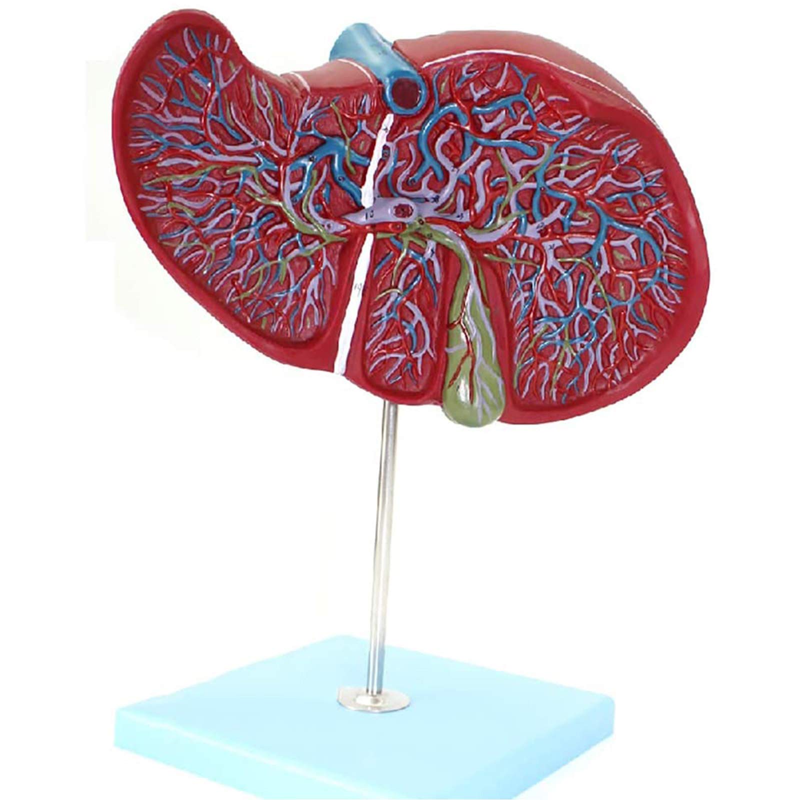Human Liver Anatomical Model, Liver Anatomical Model, Intrahepatic Extrahepatic Bile Duct Model, Enlarged Model Of Liver and Gallbladder Digestive System