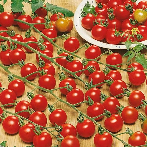 Miniatura 10 de Semillas de tomate - Burpee's Big Boy - Paquete - Semillas de verduras, semillas híbridas fáciles de cultivar y mantener, comestibles, de rápido