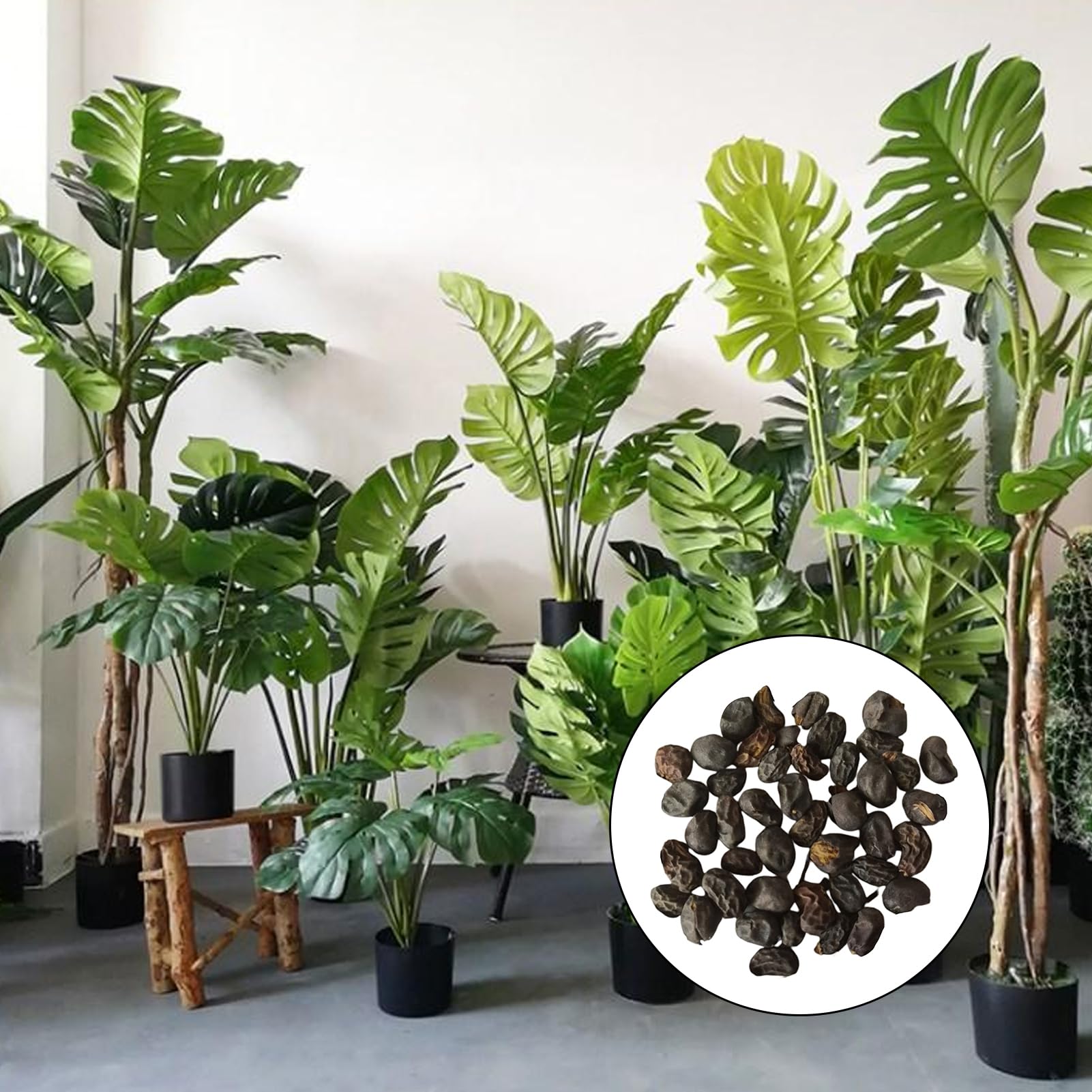 Luojuny Monstera-Samen, 50 Stck/Beutel, Monstera-Samen, hohe  Keimfhigkeit, einfach zu kultivieren, gut angepasste tragbare Monstera -Ceriman-Samen fr den Hinterhof Monstera-Samen : Amazon.de: Garten
