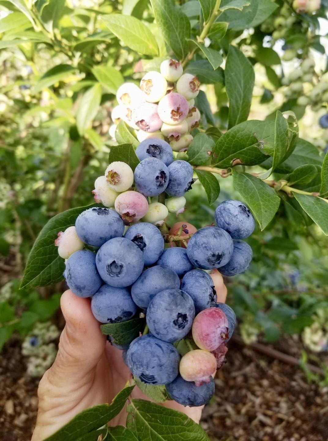 GOLAPKOLONY Live Blueberry Plant - High Bush Star Blueberries Variety Plant With Growbag (pack of 1 plant) GK-de78 (B0D98W866G) Amazon Price History, Amazon Price Tracker