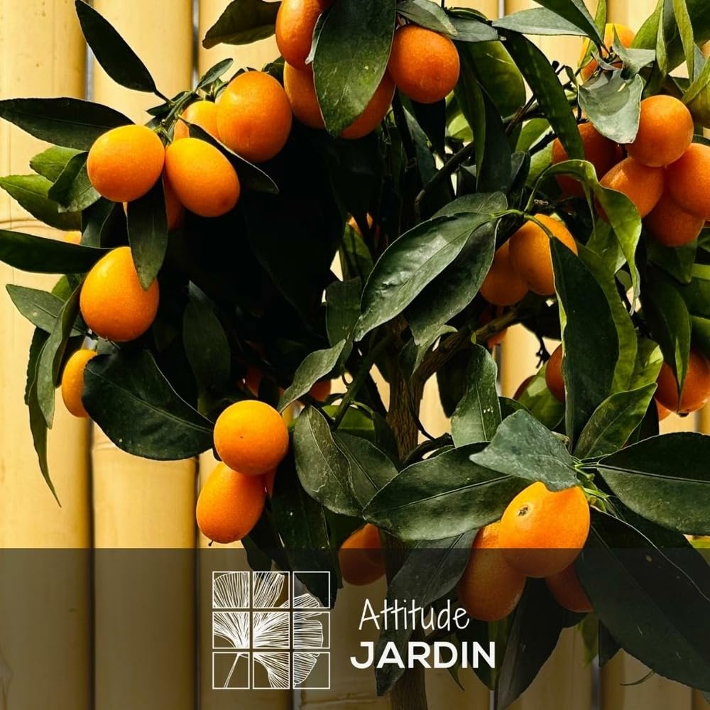 Attitude Jardin - Kumquat con cesto in giunco di mare - fortunella margarita - agrume mediterraneo - albero da frutto - 75-85 cm - ⌀ 25 cm