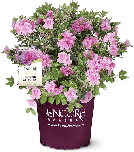 Encore Azalea Arbusto de azalea de clavel otoñal de 1 galón