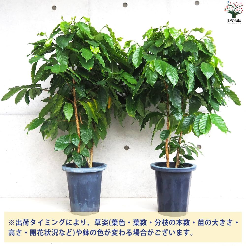 810 特上 斑入り コーヒー アラビカ種 実生 一点物 原種 古典