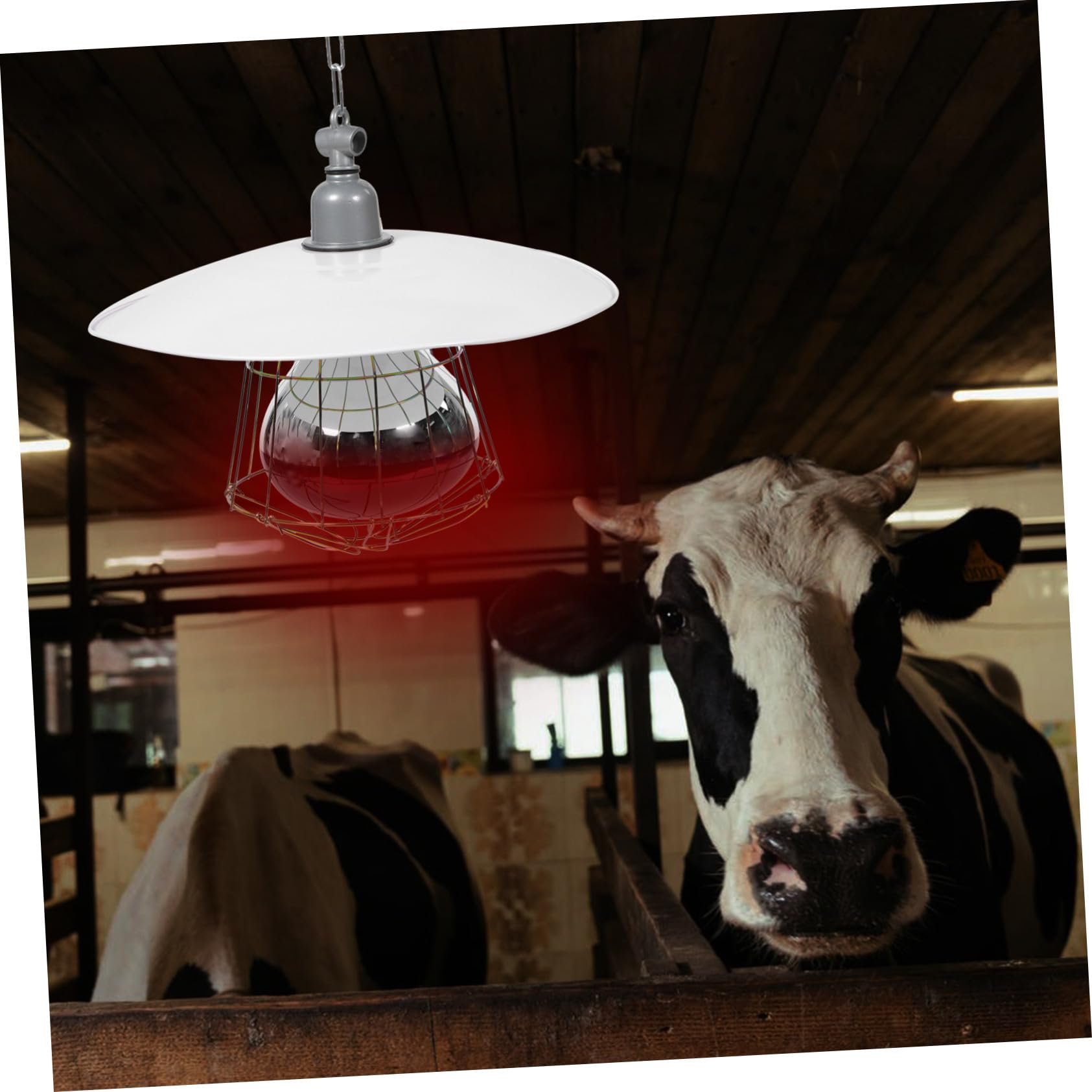Mikikit Lampada Riscaldante per Rettili e Bestiame Set 4 in 1 Luce Rossa Protezione a Rete in Metallo, 250w Forniture Colore Casuale per Gabbie di Piccoli Maiali e Animali Domestici