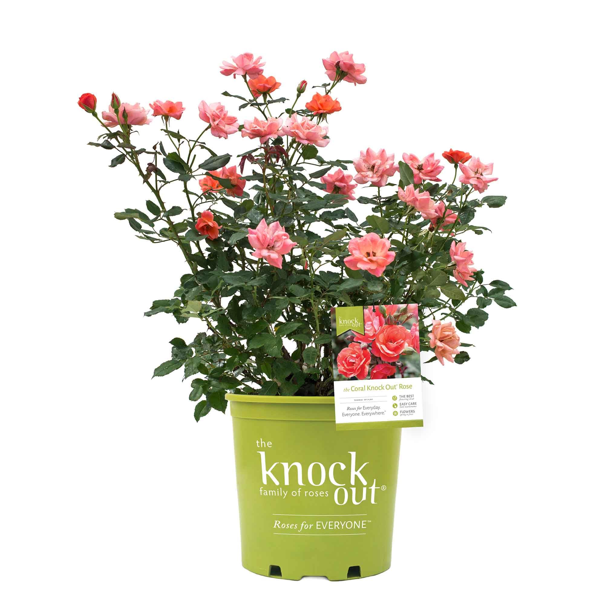 Perfect Plants Coral Knock Out Rose