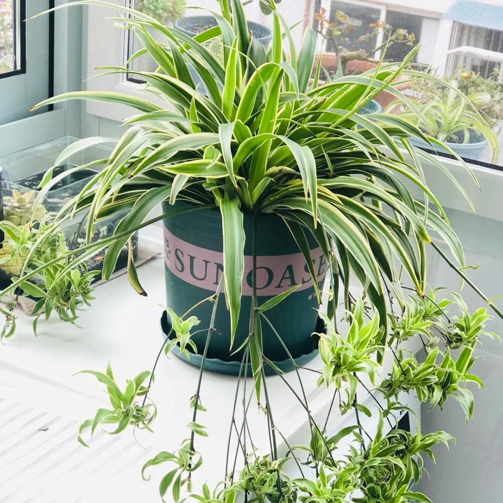 50 pcs Chlorophytum comosumgrnlilien deko garten hngepflanze echt balkon  pflanzen garten pflanzen garten winterhart mehrjhrig bonsai topf  balkonpflanzen seeds for planting blumen : Amazon.de: Garten