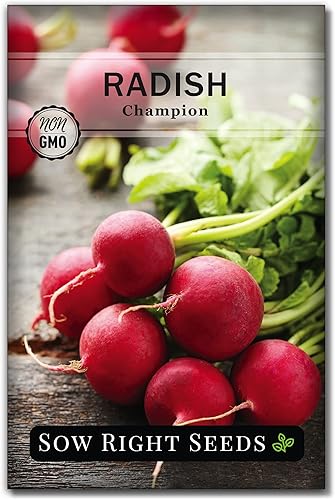 Sow Right Seeds - Semilla de rábano Champion para plantar - Paquete de reliquia sin OMG con instrucciones para plantar un huerto casero - Cultiva