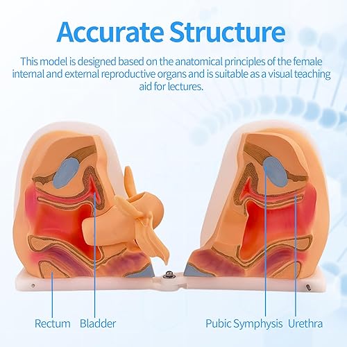 Miniatura 4 de Modelo de maniquí ginecológico femenino, modelo de entrenamiento Iud Modelo de anatomía genitales femeninos Modelo humano con estructura de anatomía