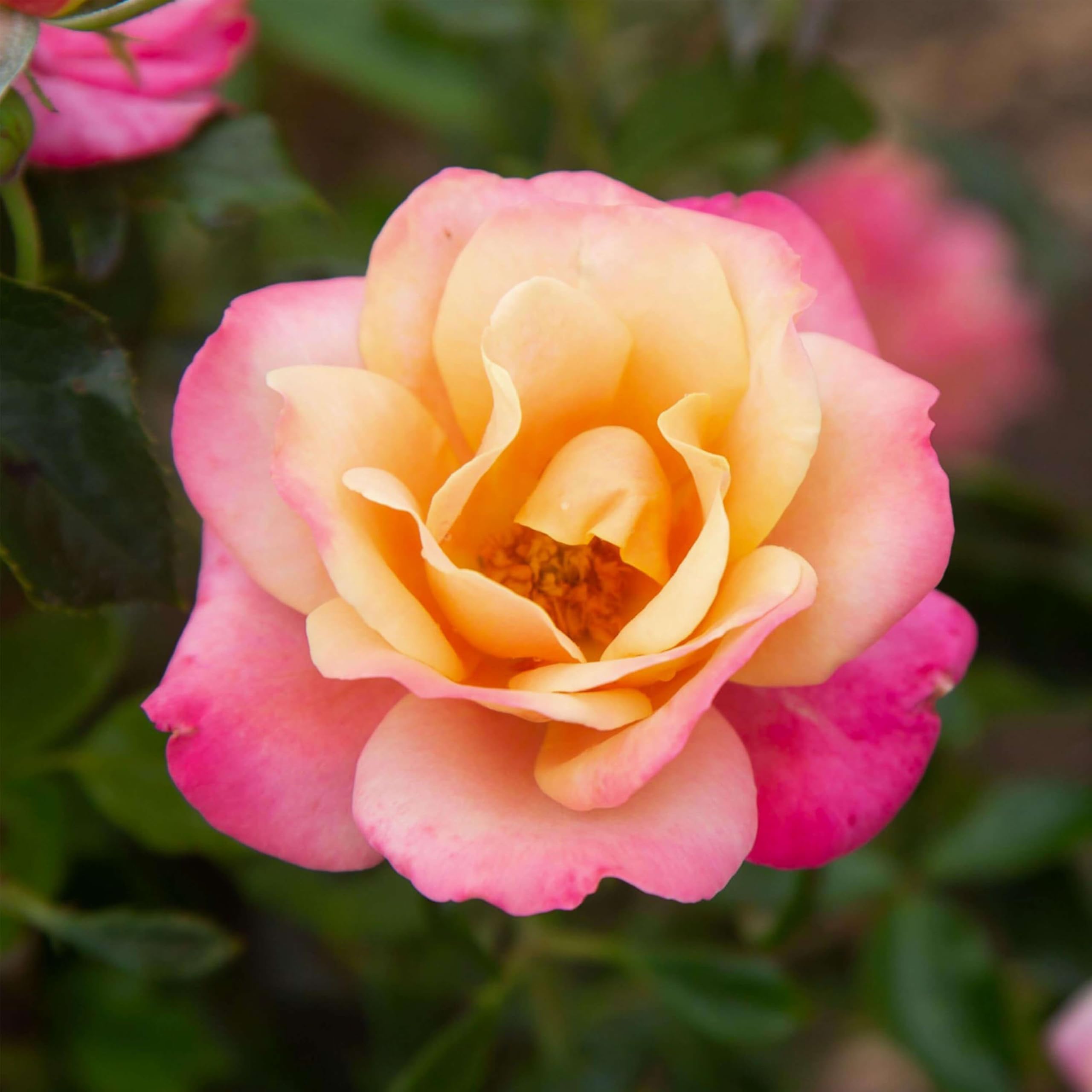 Heirloom Floribunda Polynesian Punch