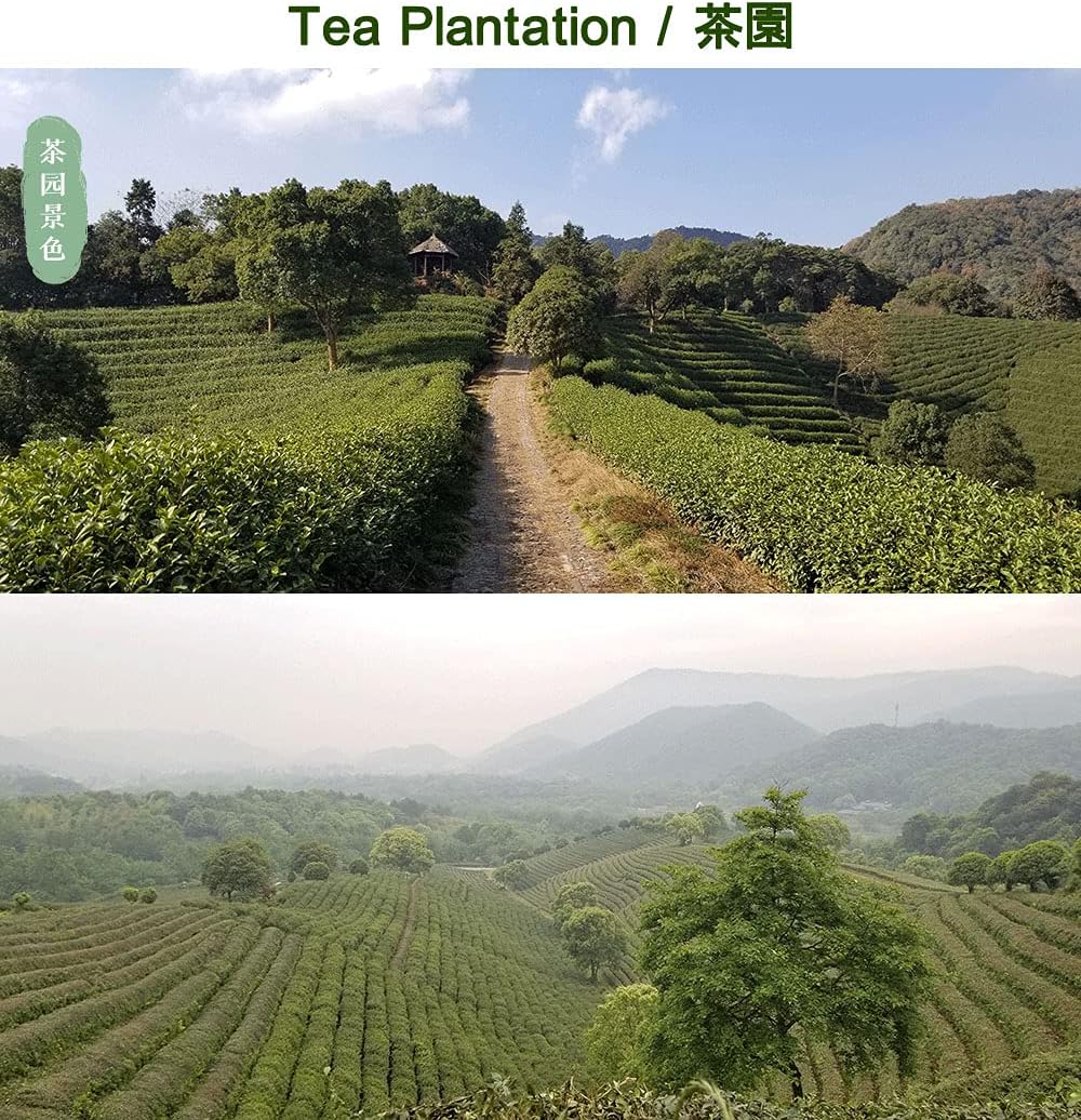 Xihu Dragonwell Longjing Tea (Yu Qian)