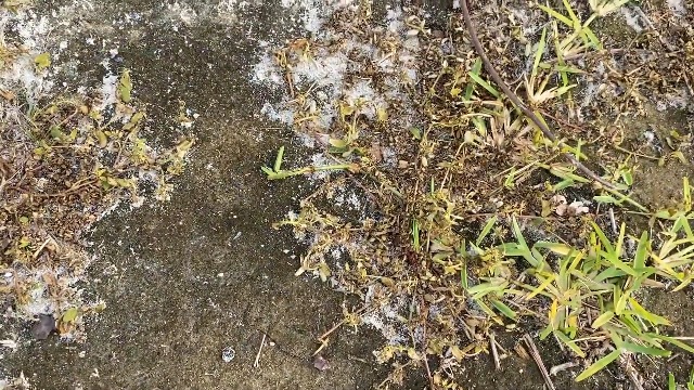 Watch Spurge Power Broadleaf Weed Kill By Monterey Review on Amazon Live