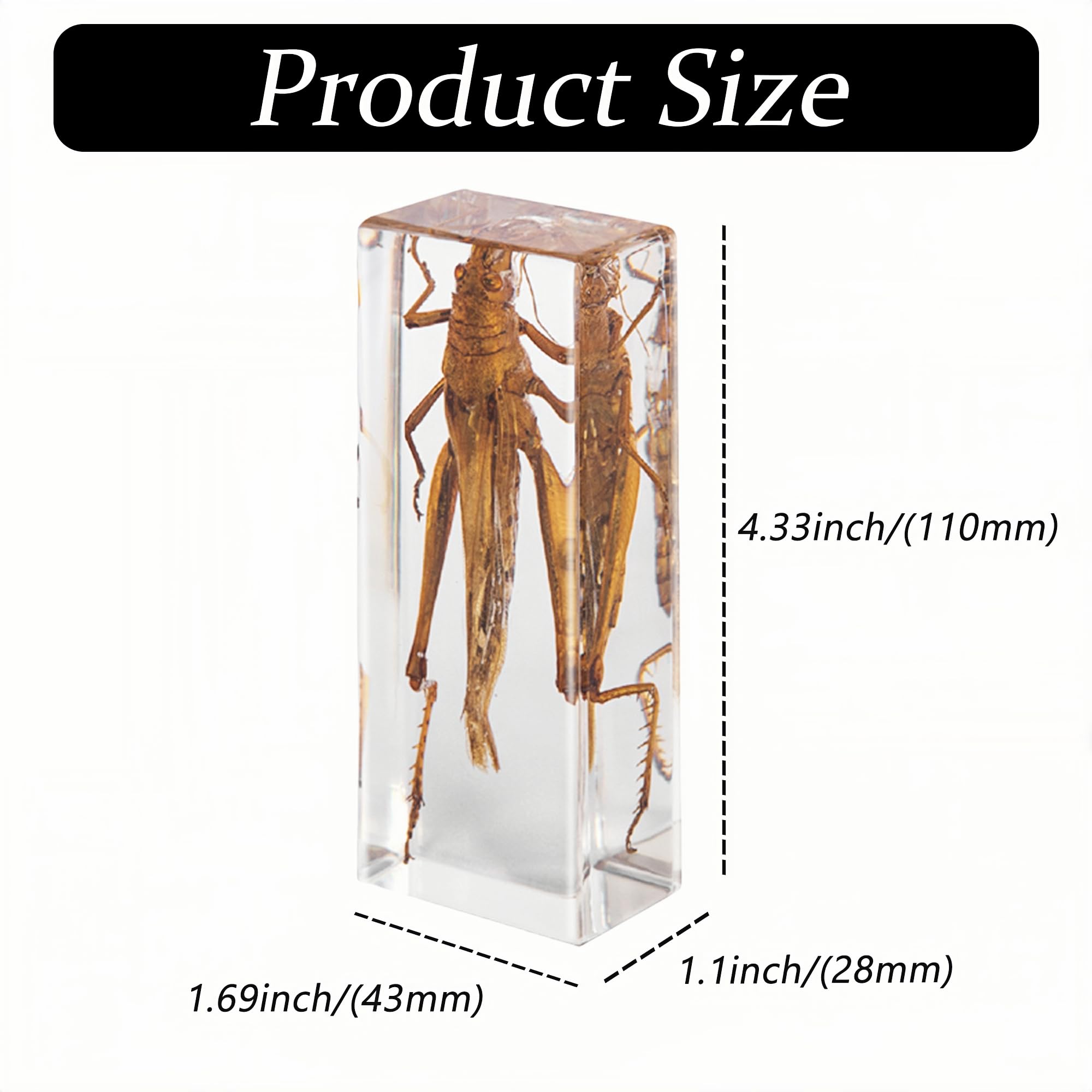 Criquet en résine transparente – Véritable spécimen d'insecte pour projets scientifiques, exposition de curiosités ou presse-papier unique