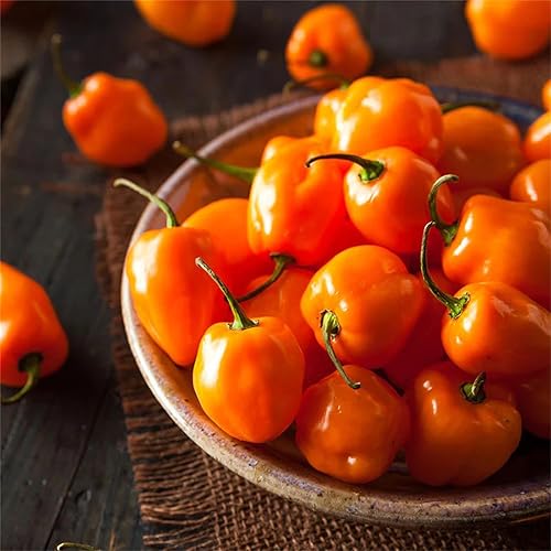 Beautiful Garden Flower Seeds 100+ Hot Pepper Seeds - Habanero Orange