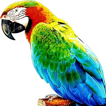 Amazon | MERIGLARE カラフルな人工オウムの置物動物ペンダント彫刻 Amazon | MERIGLARE カラフルな人工オウムの置物動物ペンダント彫刻