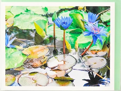 Miniatura 123 de Blooming Flowers – Orquídea Phalaenopsis – Tarjetas fotográficas de alta gama, pesadas y suaves, 8 con 10 sobres de colores, juego en caja