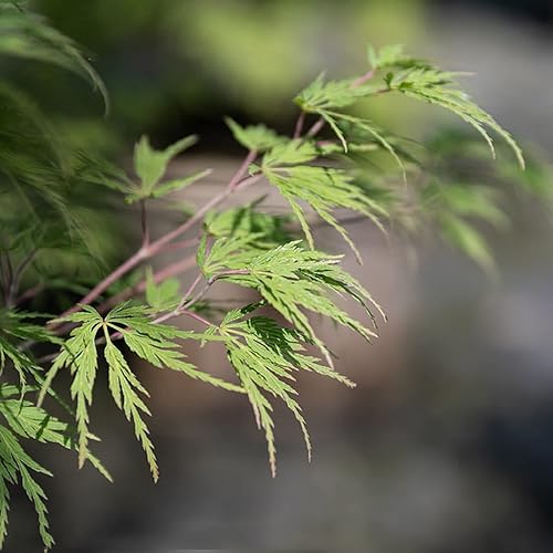 Miniatura 1 de CHUXAY GARDEN Semilla de árbol de arce japonés con hojas de encaje verde, 20 semillas, plantas Acer Palmatum, planta de pantalla de privacidad