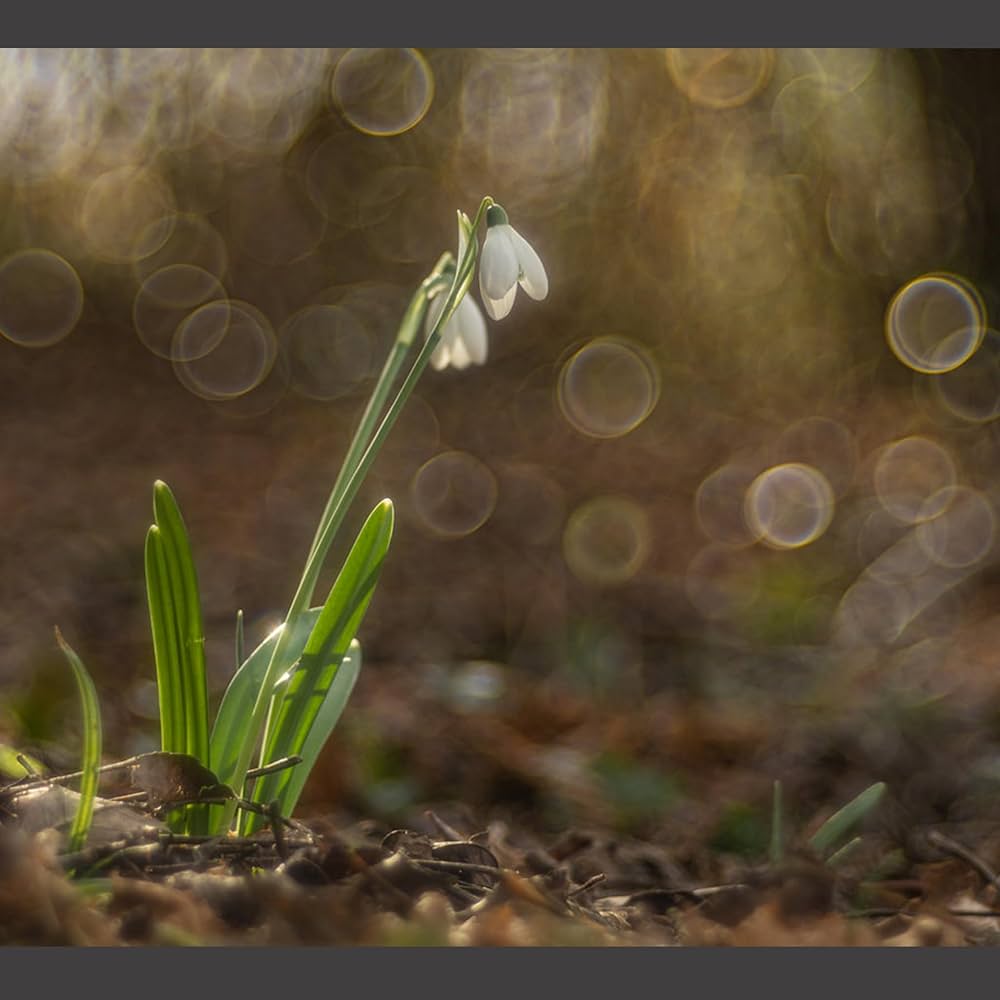 【m@】Meyer Optik 100mmF2.8（レンズのみ） m@様専用】Meyer Optik 100mmF2.8（レンズのみ）