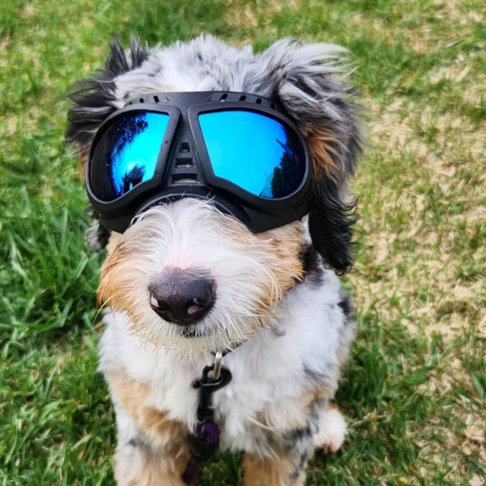 NAMSAN Dog Goggles Eye Protection Dog Sunglasses Anti-UV Goggles Windproof Puppy Goggles with Adjustable Flexible Straps for Small/Medium Dogs (Blue)