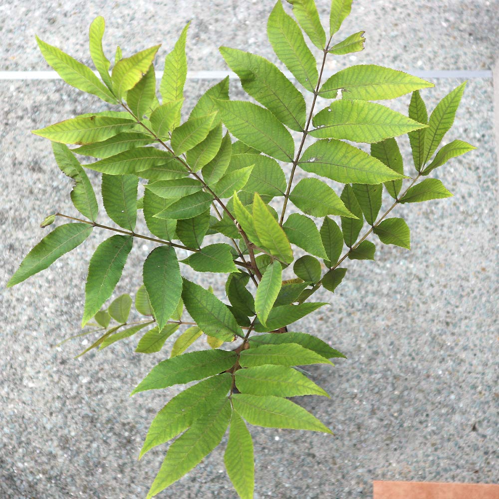 Amazon.co.jp: ペカンナッツ2年生挿し木苗 5号ポット【果樹 挿し木苗 1