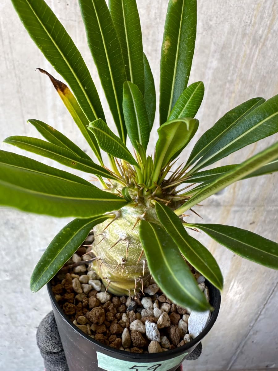 Amazon｜【現品限り】パキポディウム・フィヘレネンセ【F59