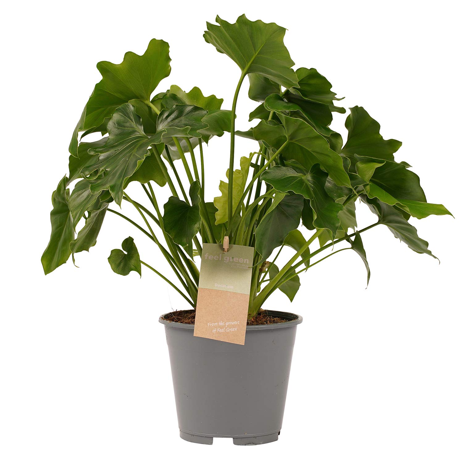 philodendron red beauty care Philodendron 'Red Beauty'  Wild & Rust