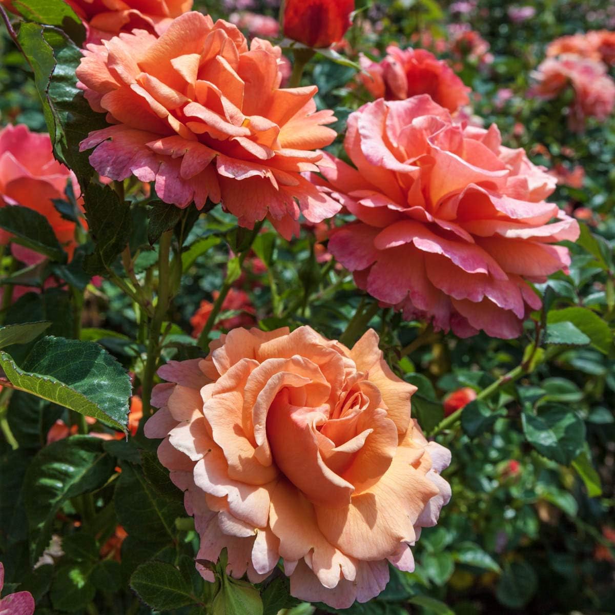 BRECK'S - Easy Does It Dormant Bare Root Floribunda Rose, Includes one Plant per Order