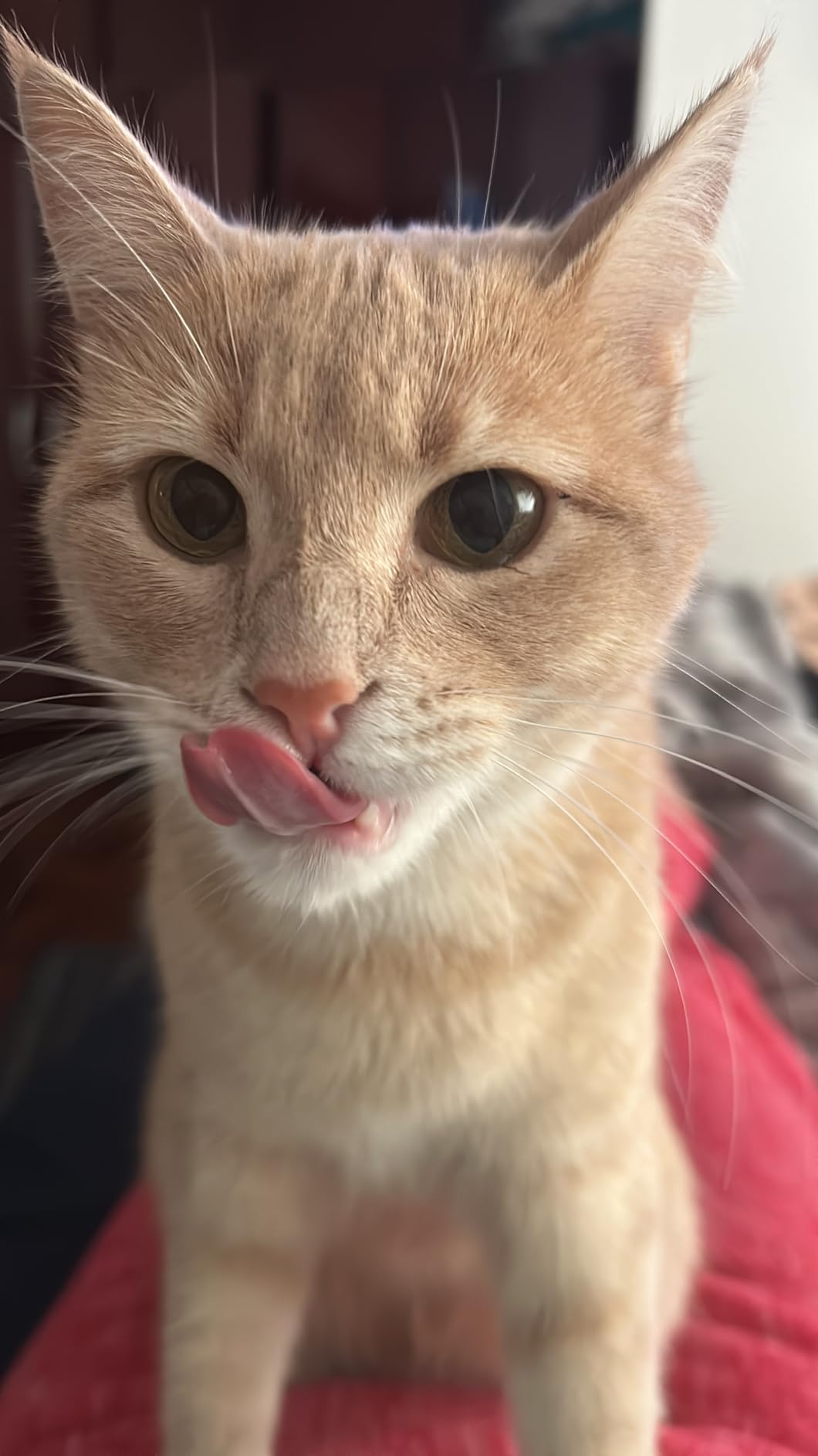 INABA Churu Cat Treats, Grain-Free, Lickable, Squeezable Creamy Purée Cat Treat/Topper with Vitamin E & Taurine, 0.5 Ounces Each Tube, 50 Tubes, Tuna & Chicken Variety photo review