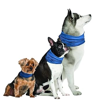 cool dog collar brands