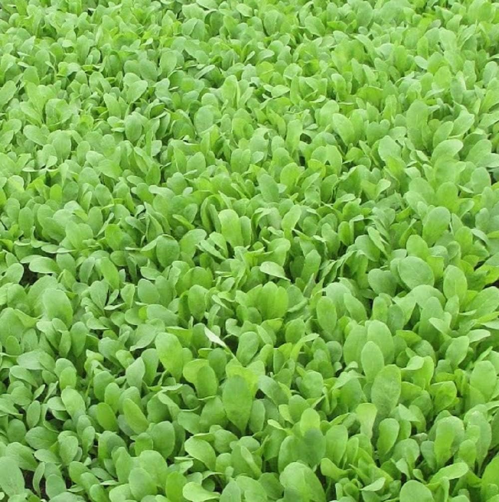 Organic Arugula Sprouting Seeds 4oz, High Sprout Ethiopia Ubuy