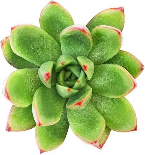 Echeveria Agavoides - Suculenta navideña de 2 pulgadas