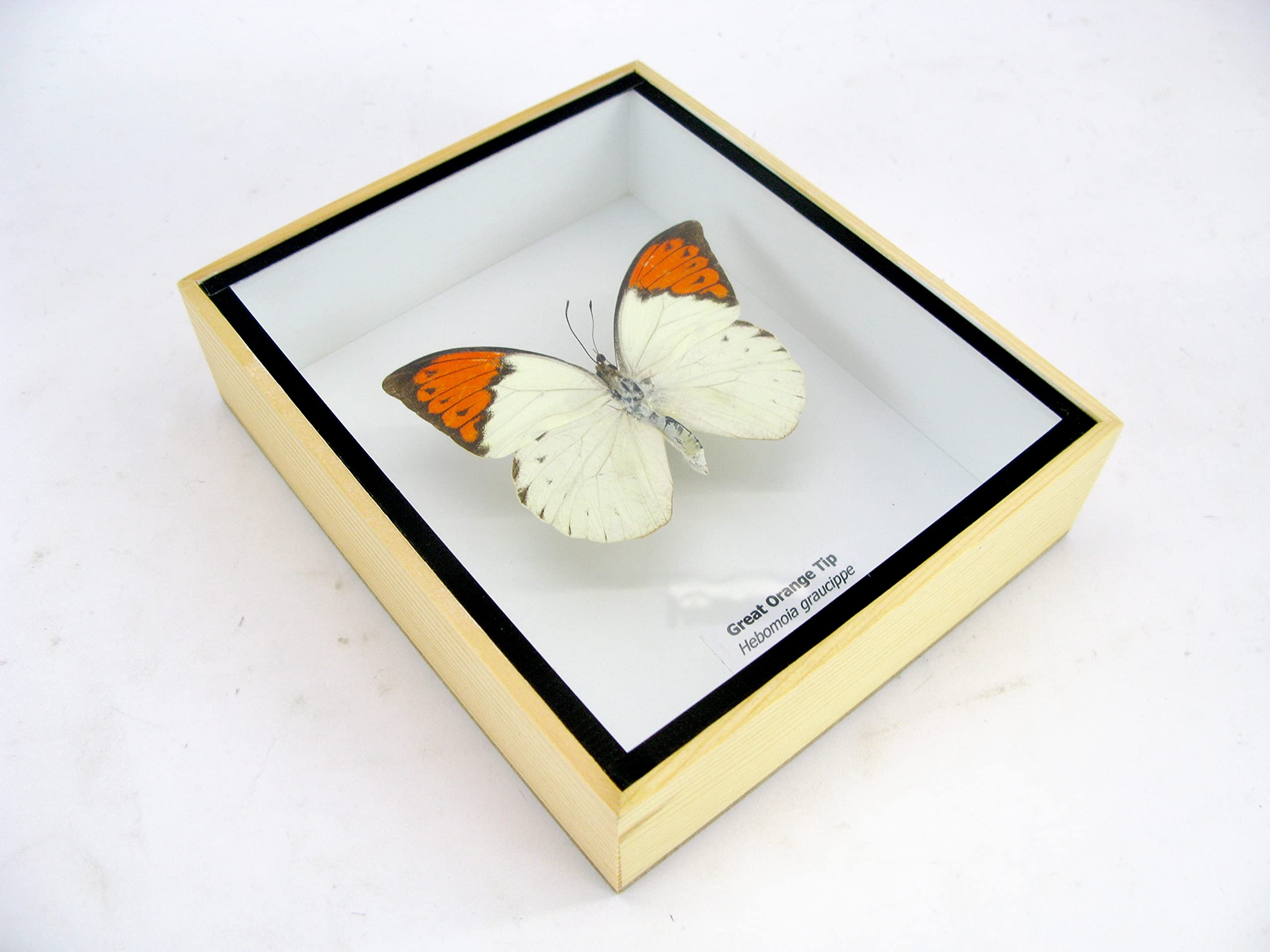 asiahouse24 Ein echter exotischer präparierter Schmetterlinge im Bilderrahmen Wandbild Schaukasten Entomologie Taxidermie (Great Orange Tip)