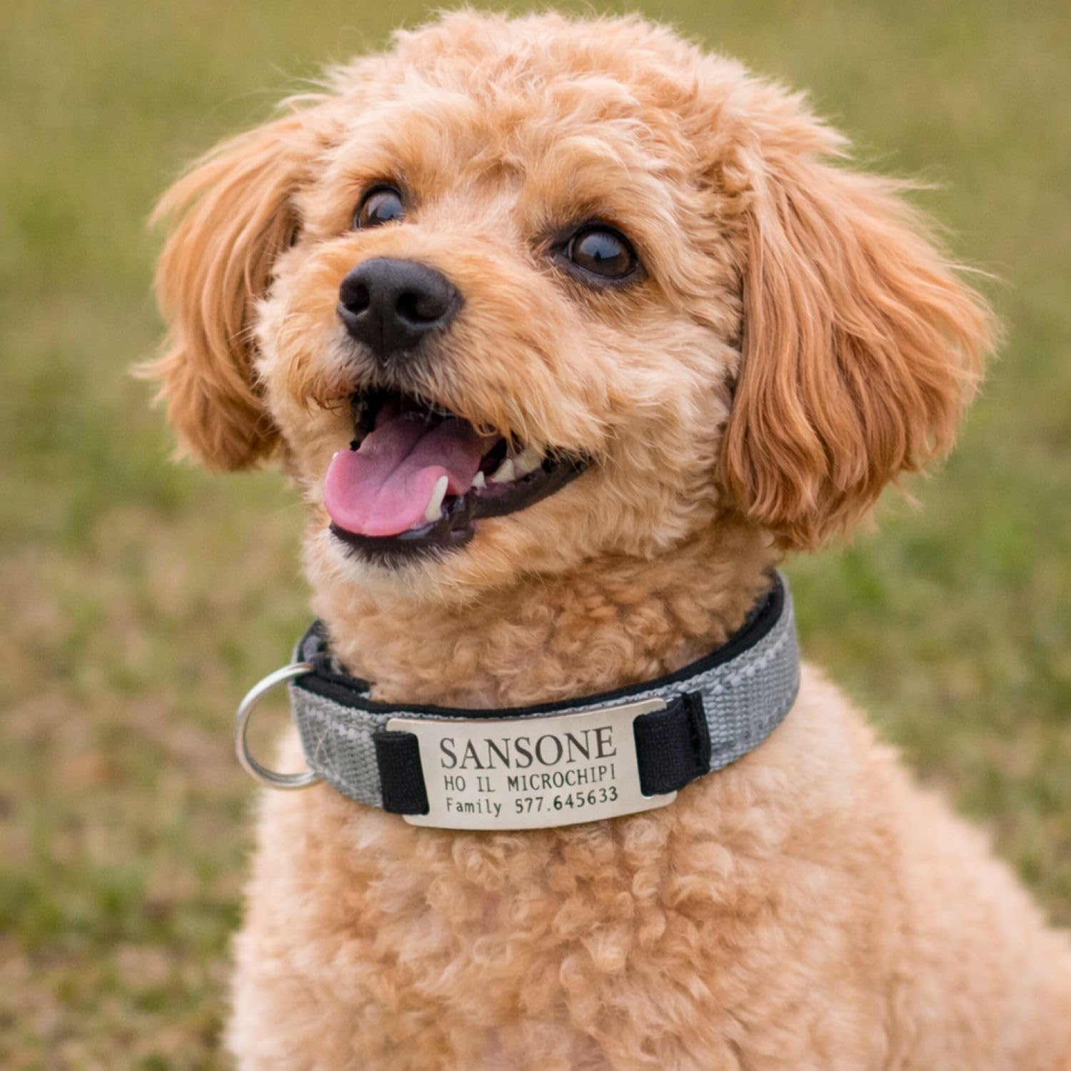 Gruppo Veneziano - collare cane personalizzato - collare cane personalizzabile con targhetta in metallo - linee Catarifrangenti - clip in abs - gancio per guinzaglio