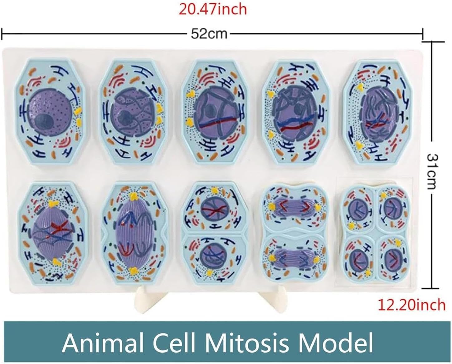 Mitose- und Meiosemodell tierischer und pflanzlicher Zellen, biologisches