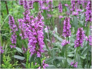 PREMIER SEEDS DIRECT - Betony - STACHYS OFFICINALIS - 1.5 Gram ~ Approx 1050 Seeds - HERB - Wild Flower
