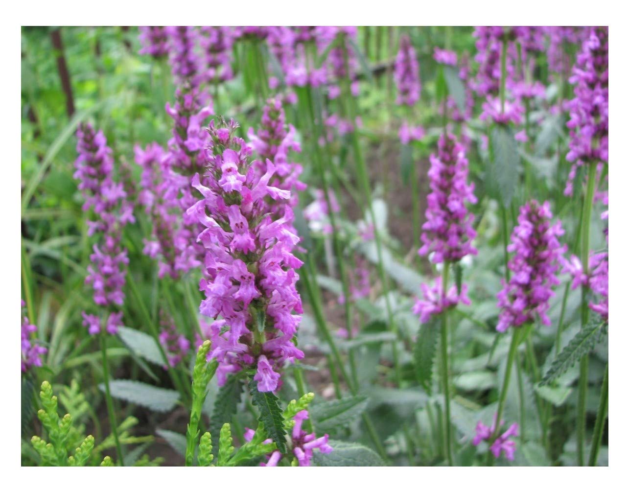 PREMIER SEEDS DIRECT - Betony - STACHYS OFFICINALI - HERB - Wild Flower (15 Grams)