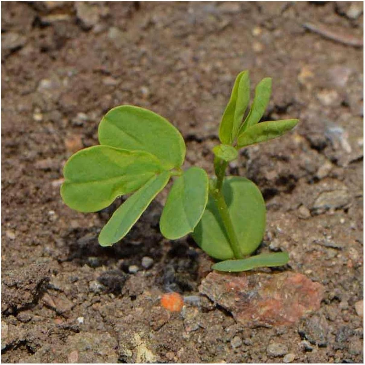 Everwilde Farms - 1 Lb Wild Senna Native Wildflower Seeds - Gold Vault