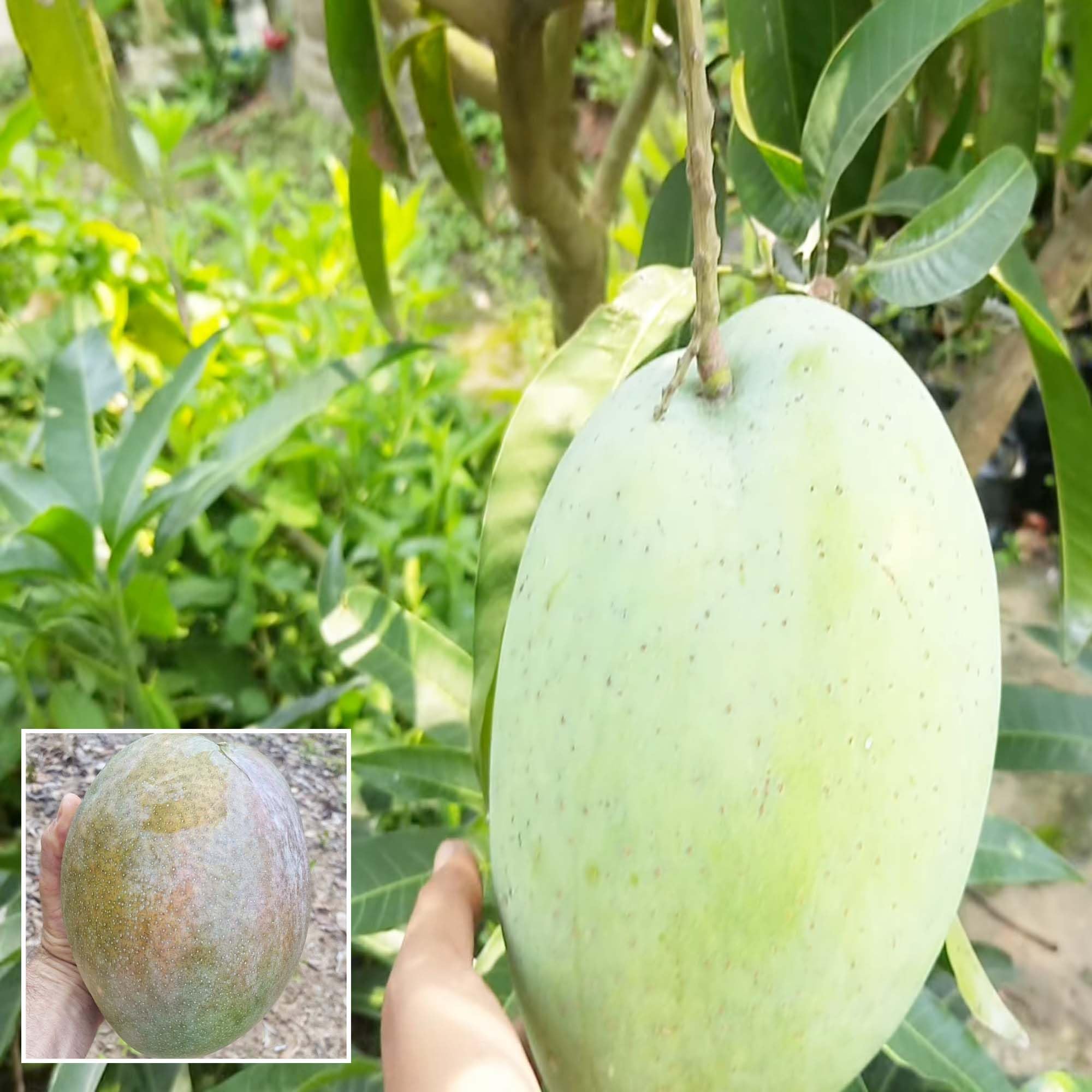 HAPING 4KG Mango Aam Grafted Fruit Live Plant (1.5-3 Feet Height) (B0CV9G29KT) Amazon Price History, Amazon Price Tracker